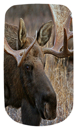 DAROYAL 314 Gone Hunting (Moose)